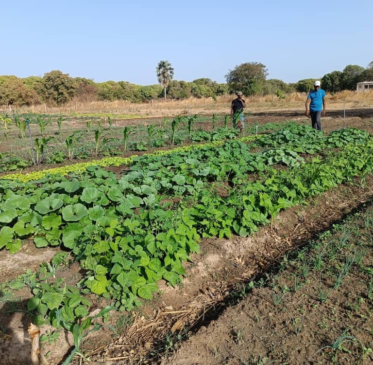 Irrigation et aménagement maraîcher
