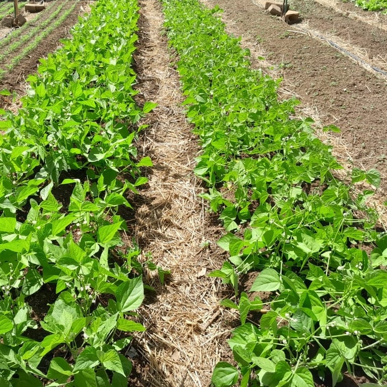 Maraîchage bio-intensif au Mali